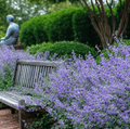 Catmint Seeds - Heirloom Nepeta mussinii for Borders, Pollinators, Drought Tolerance, Lavender-Blue Flowers, Perennial, 100 Seeds
