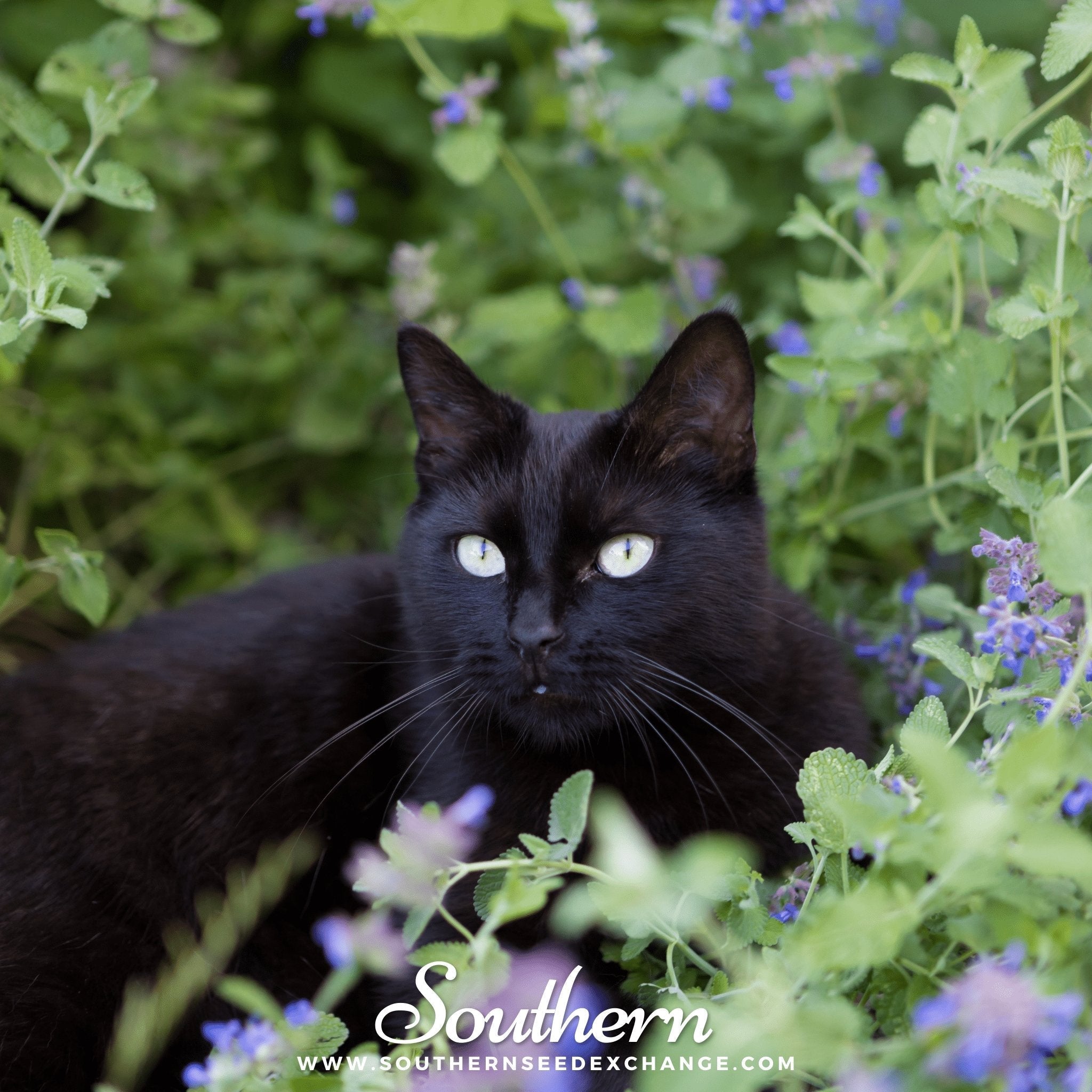 Catnip – 250 Seeds