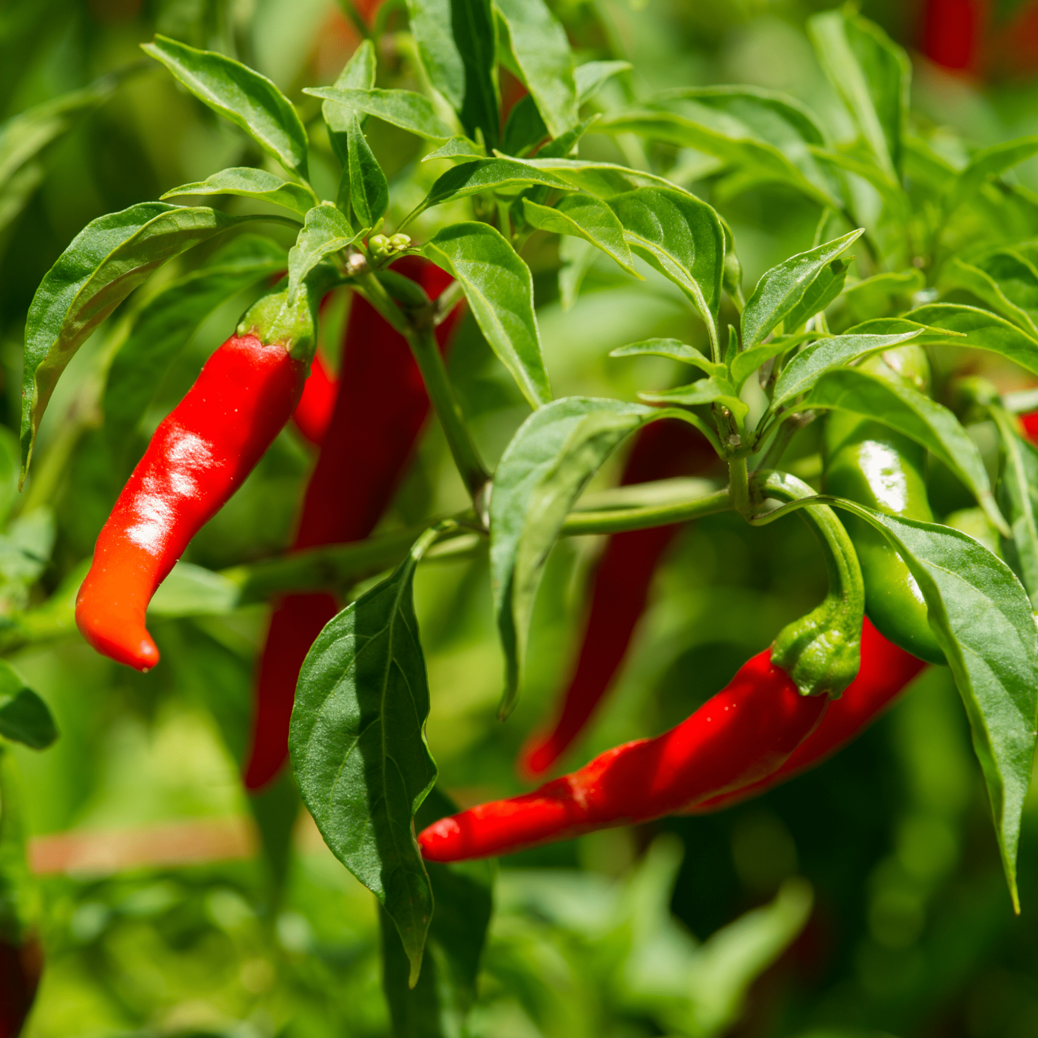 Cayenne Pepper Seeds