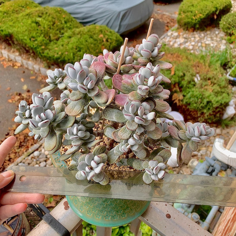 Boutique Big Rare Succulents/Cotyledon Orbiculata cv. Variegated/What You See is What You Get/Bare Root Without Soil Pot/Plants Gifts