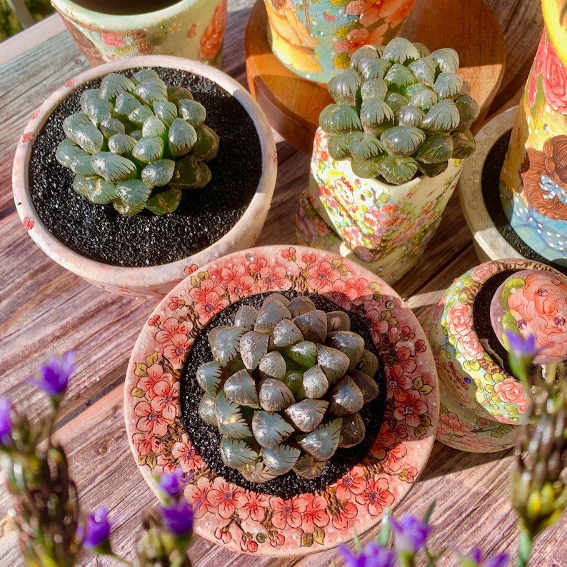 [Mother's Day Gift] Unique Ice-covered Texture Fleshy Plant - Haworthia Cooperi 'Ice Lantern' - Glassy Texture Leaves Live Window Plant