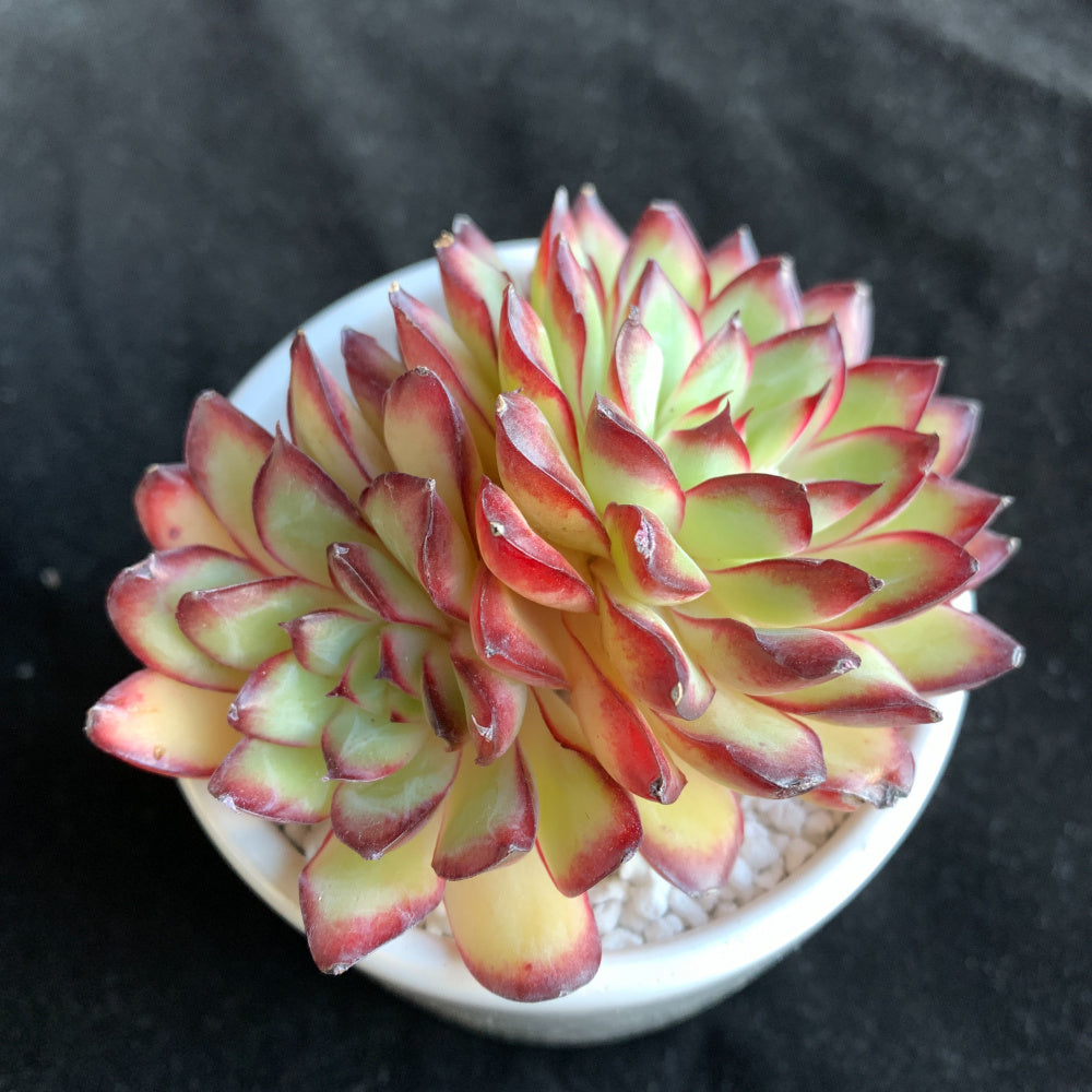 Echeveria 'Crimson Flame'