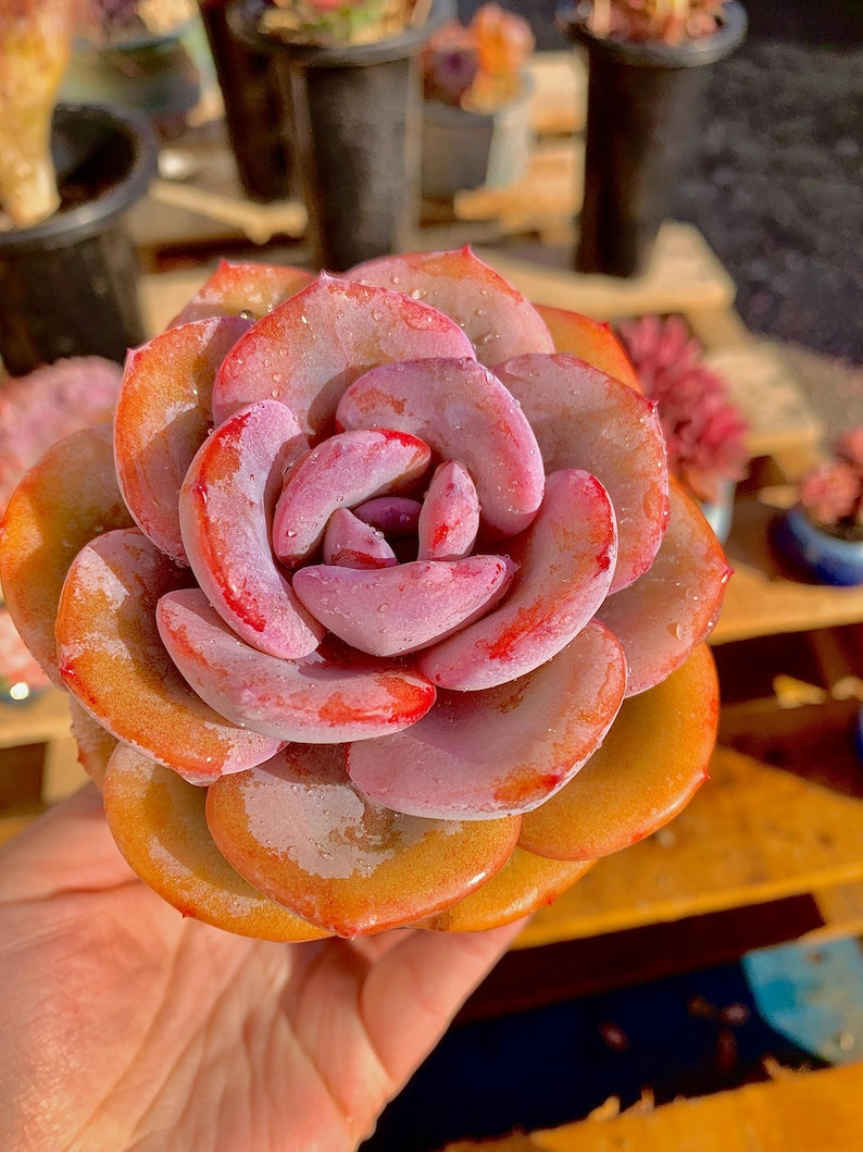 2512-047 Boutique Big Rare Succulents/Echeveria Cream Tea /What You See is What You Get/Bare Root Without Soil Pot/Plants Gifts