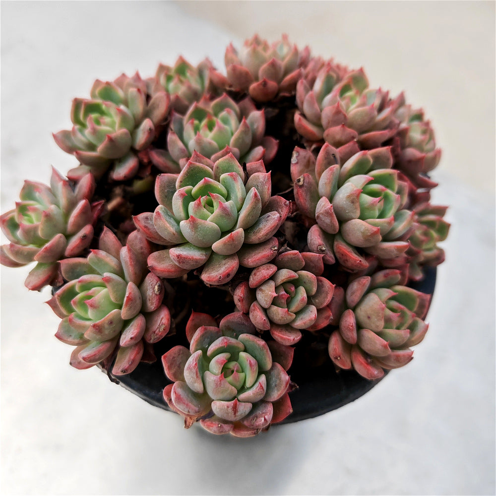 Echeveria 'Nana Hook' Multi-head Cluster - Approx. 8"-10" in Diameter