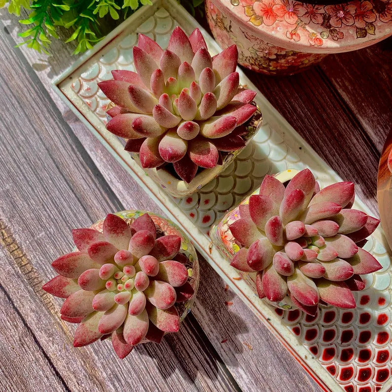 Echeveria 'Cherry' Single-plant Approx. 3–3.5 inches Across