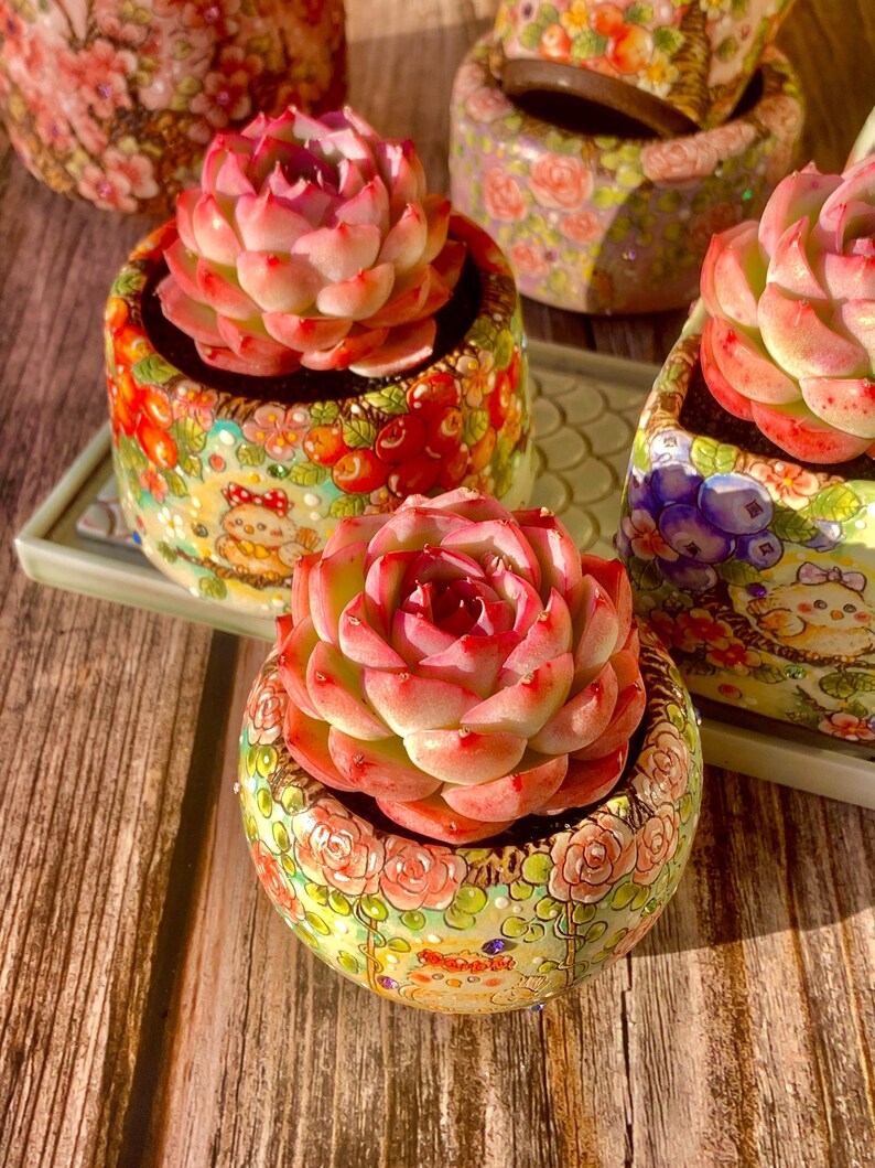 Pet-safe Succulent - Echeveria 'Silhouette' - Classic Rose-shaped Rosette Plant