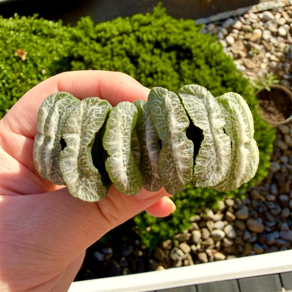Haworthia Truncata