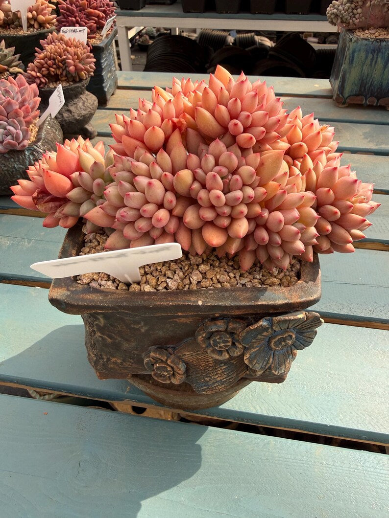 Exact Plant Shown Echeveria 'Yanzi' Rare Live Succulent | 4-Year Grown-up 6.3-inch Big Collector Plant Only One - No. YZ098-0010