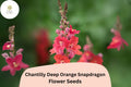Chantilly Deep Orange Snapdragon Seeds - 1000+ Antirrhinum majus Seeds for Tall, Vibrant Garden Blooms
