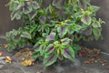 Red Stripe Amaranth Seeds, Edible Tricolor Leaf, Heirloom Vegetable, Amaranthus tricolor, Microgreens & Salad Greens, Pack of 500