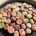 [Subscription Box 🎁✨] Boutique Small Lithops Random DIY Mix Rare Live Plants