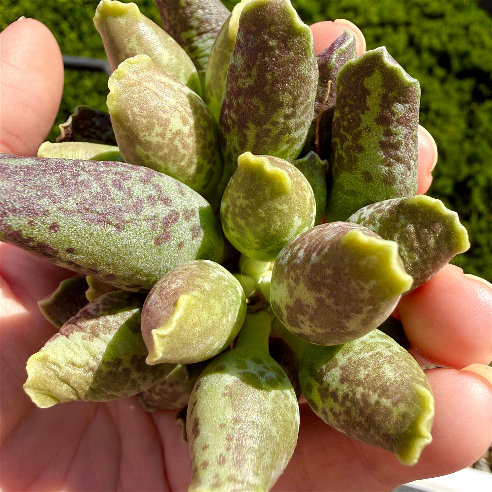 Adromischus Cooperi var. Festivus 3"-3.5"