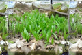 Wild Leek Ramp Seeds - 10 Premium Allium tricoccum Edible Perennial Herb for Shaded Gardens