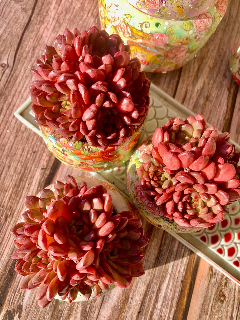 Vibrant Succulent - Echeveria 'Pink Rubby' - Often Used As a Decorative Houseplant