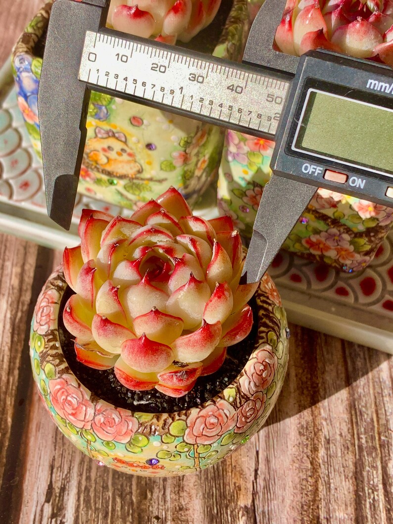 Echeveria 'Soul Fairy' Single-plant Living Succulent Approx. 2–2.5 inch in Diameter