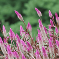 Flamingo Feather Celosia Seeds – Heirloom Wheat Celosia with Silvery-Pink Feathery Plumes, Cut Flower, Annual, Celosia spicata
