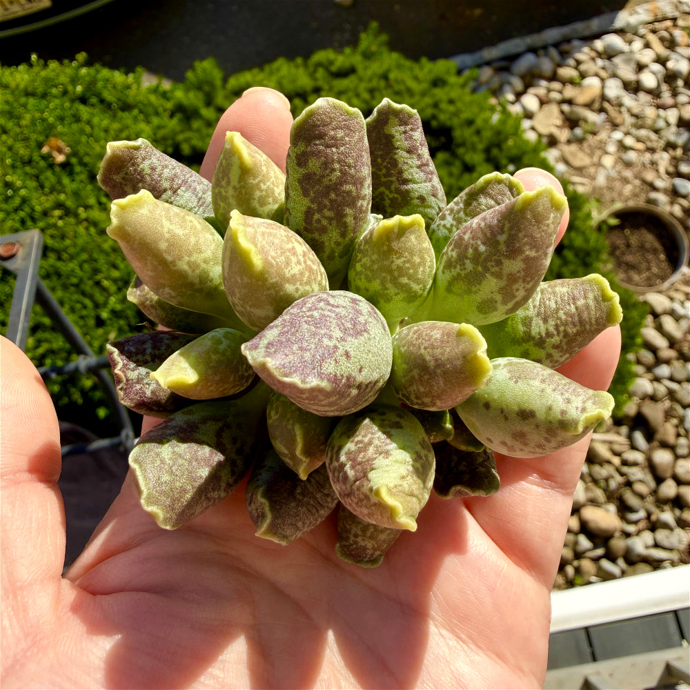 Adromischus Cooperi var. Festivus 3"-3.5"