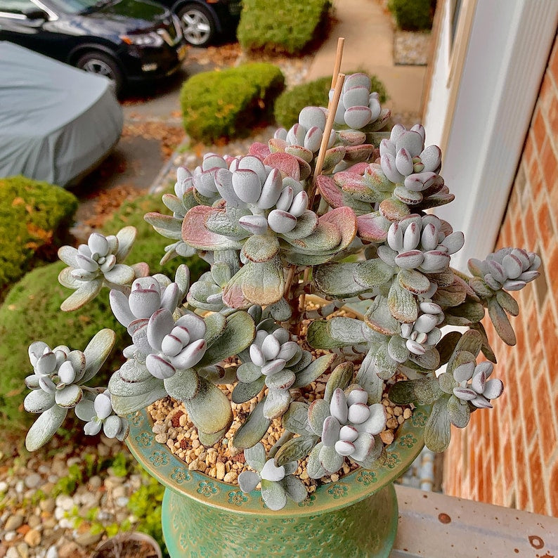 Boutique Big Rare Succulents/Cotyledon Orbiculata cv. Variegated/What You See is What You Get/Bare Root Without Soil Pot/Plants Gifts