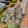 Boutique Big Rare Succulents/Cotyledon Orbiculata cv. Variegated/What You See is What You Get/Bare Root Without Soil Pot/Plants Gifts
