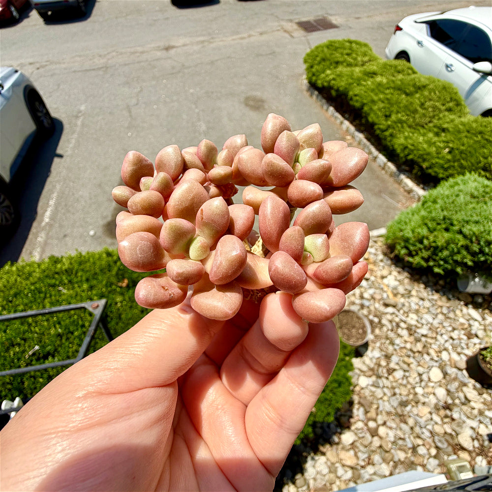 xGraptoveria 'Avant-garde' Clump-forming - 3-6 Heads Succulents Approx. 3"-3.5" in Diameter