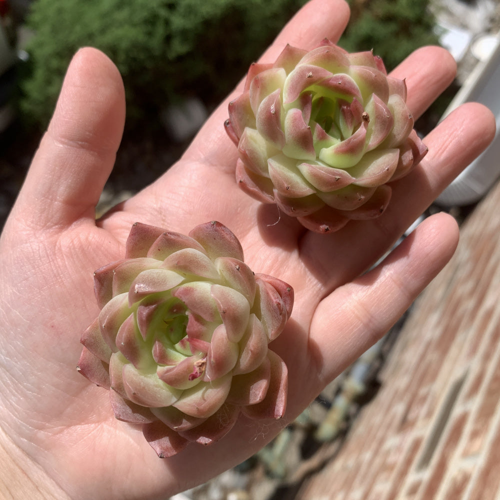 Echeveria 'Dreamlike Nebula' - Single Diameter Approx. 2"-2.5"