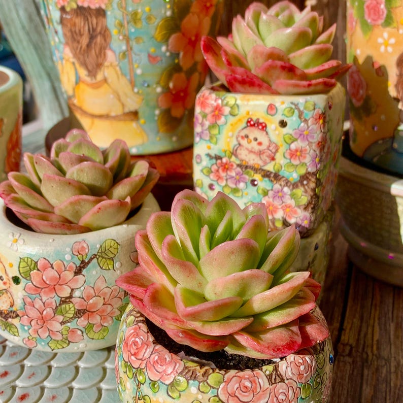 Echeveria 'Ice Rose' Variegated Naturally Approx. 3–3.5 inches in Diameter
