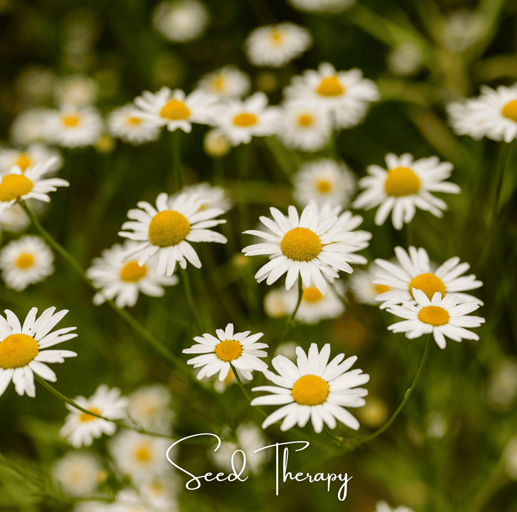 Roman Chamomile – 300 Seeds