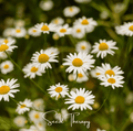 Roman Chamomile – 300 Seeds