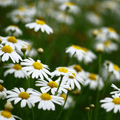 Chamomile Seeds