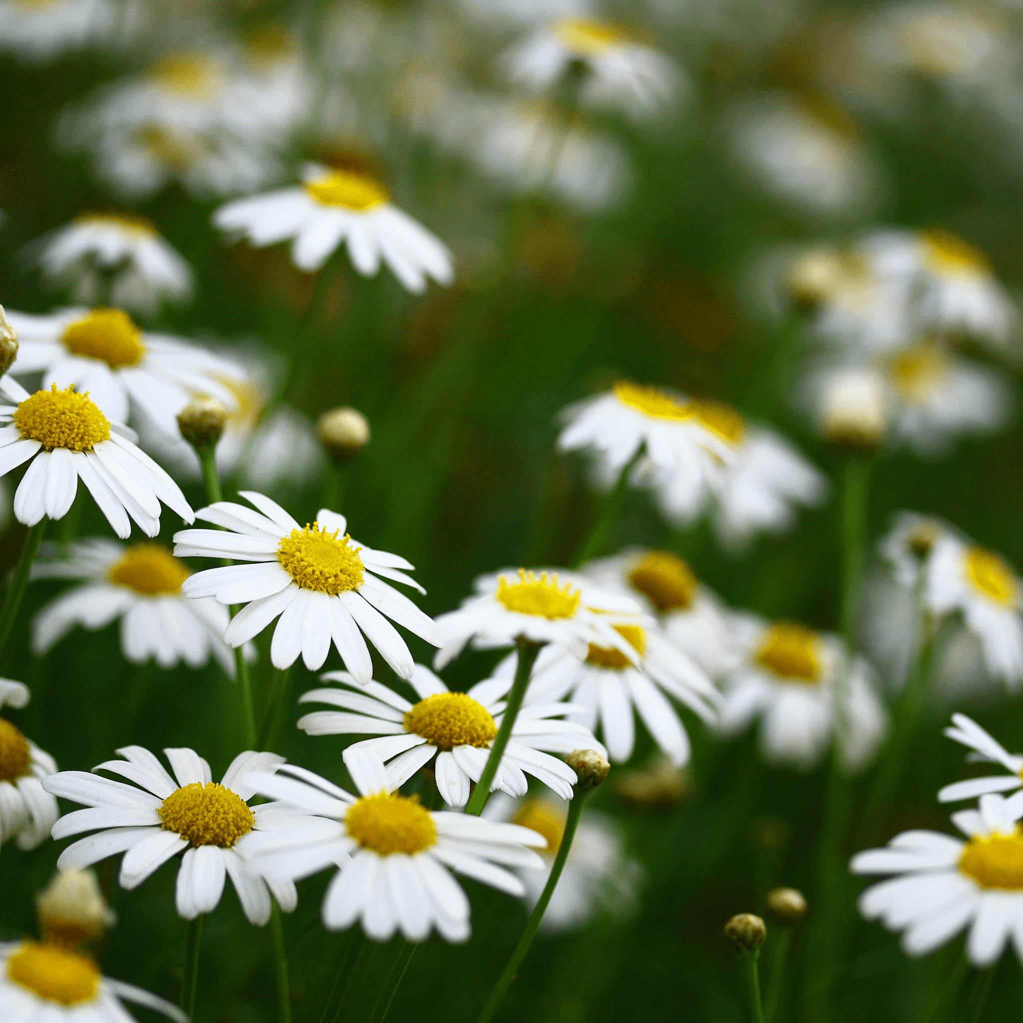 Chamomile Seeds