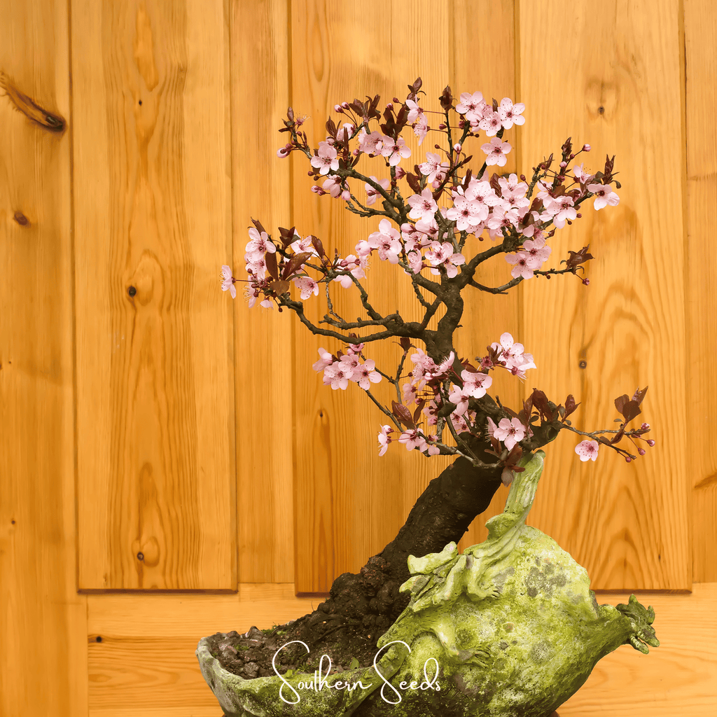 Cherry Plum – 5 Seeds