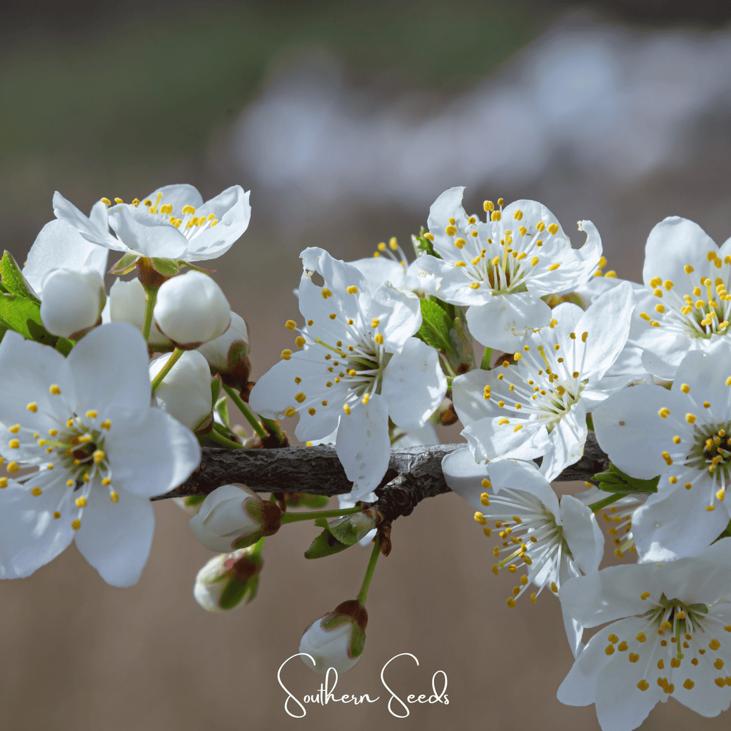 Cherry Plum – 5 Seeds