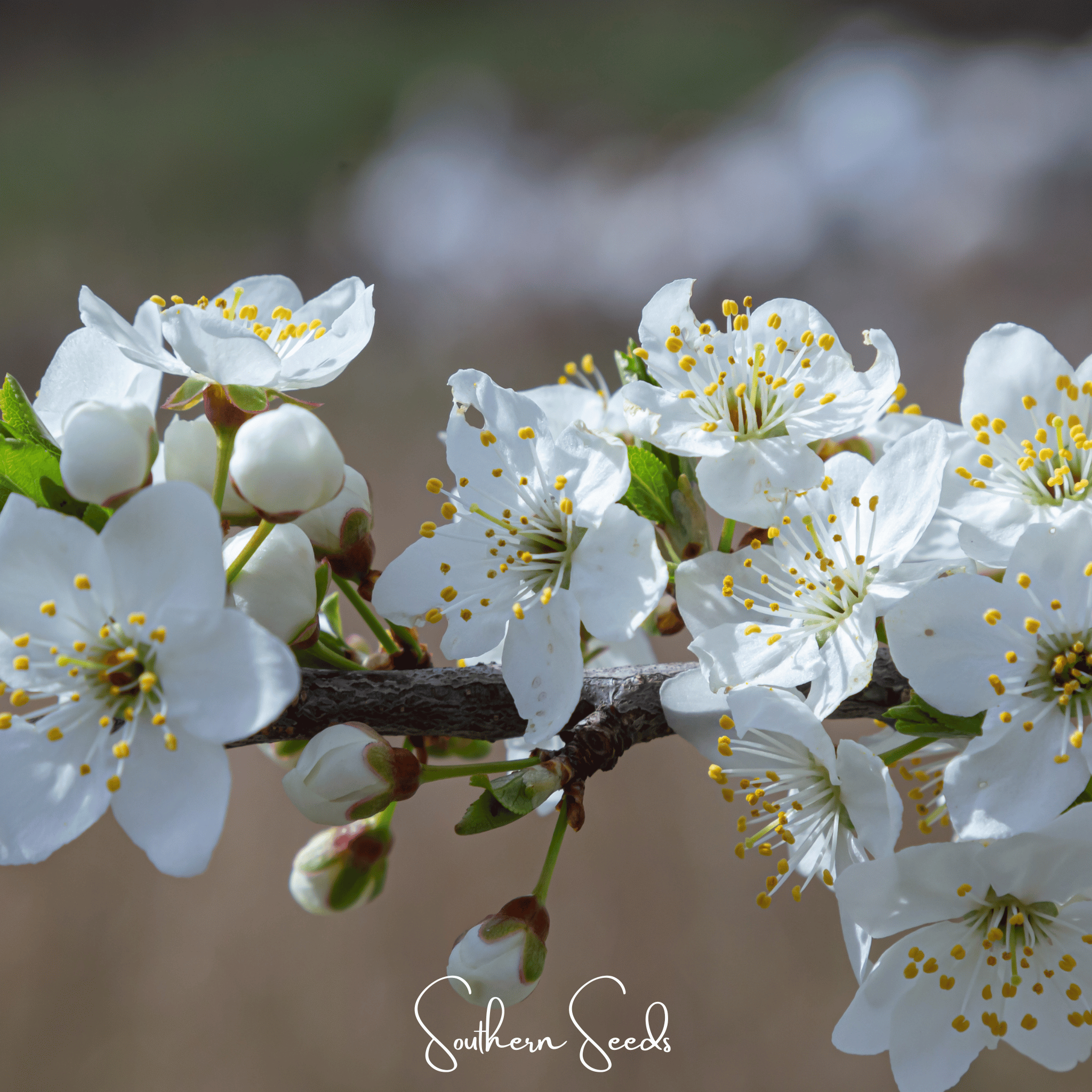 Cherry Plum – 5 Seeds
