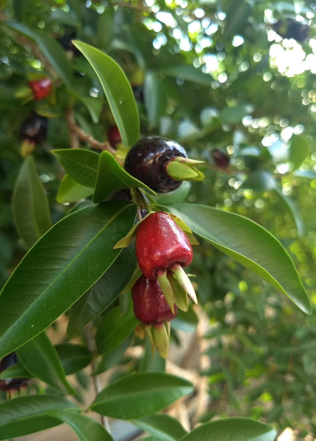 Cherry of the Rio Grande