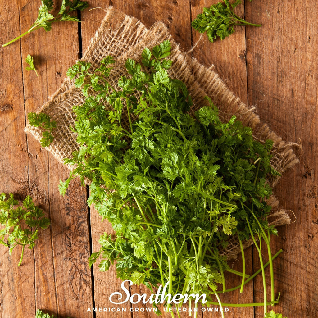 Curled Chervil – 200 Seeds