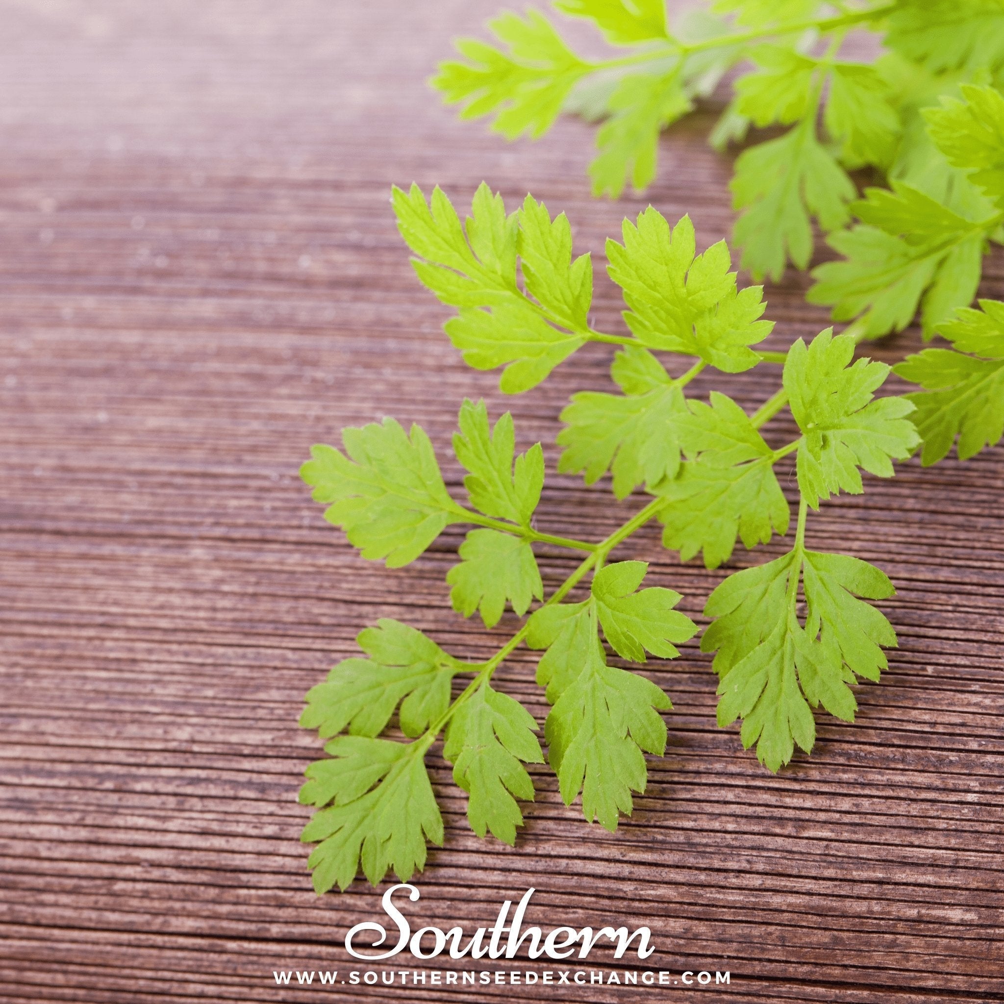 Flat Chervil – 200 Seeds