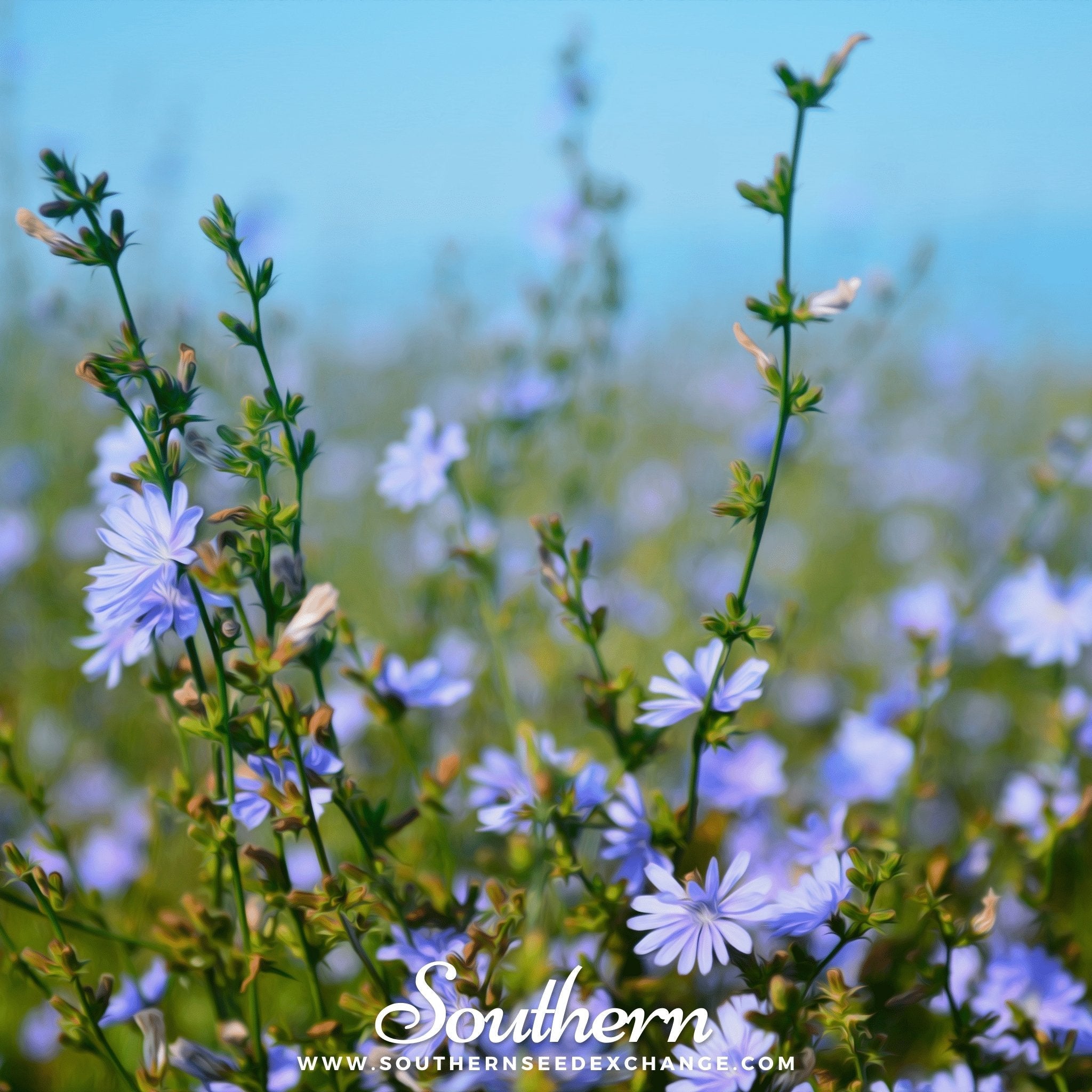 Chicory – 200 Seeds