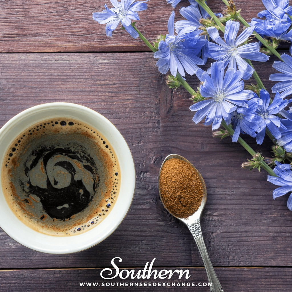 Chicory – 200 Seeds