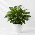 Chinese Evergreen 'Maria'