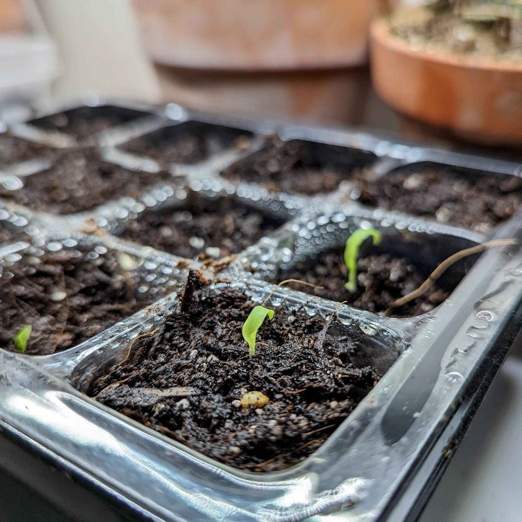 Chlorophytum Amaniense 'Fire Flash' Seeds