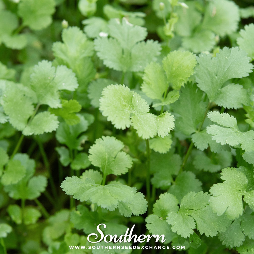 Calypso Cilantro – 100 Seeds
