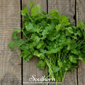 Calypso Cilantro Seeds – Slow-Bolting Heirloom Coriandrum sativum for Long Harvest, Fresh Leaves & Seeds
