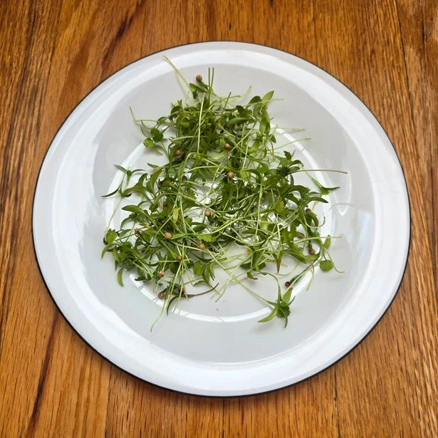 Cilantro (Monogerm)