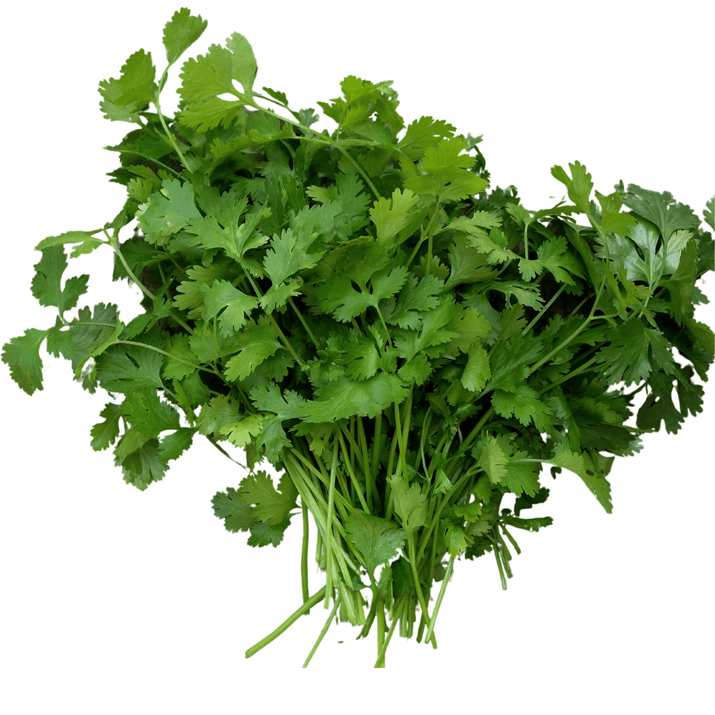 Santo Cilantro Seeds