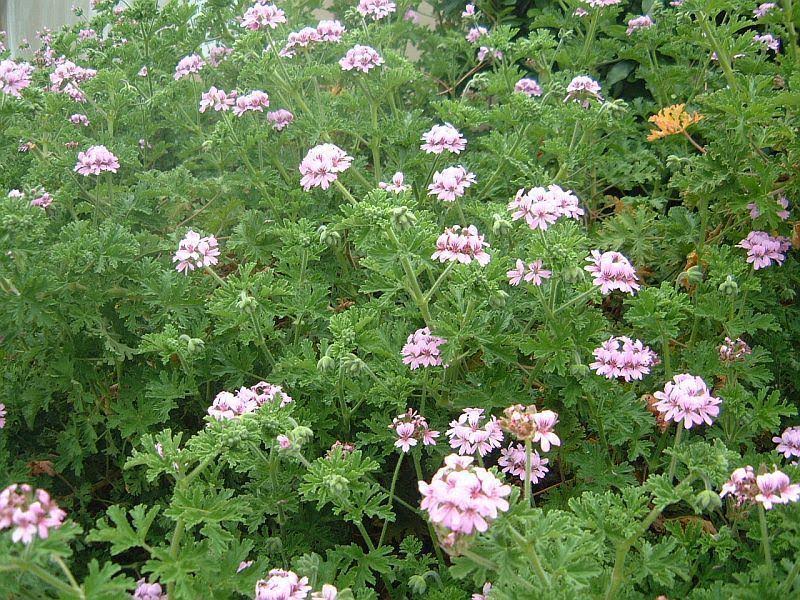 Citronella Geranium