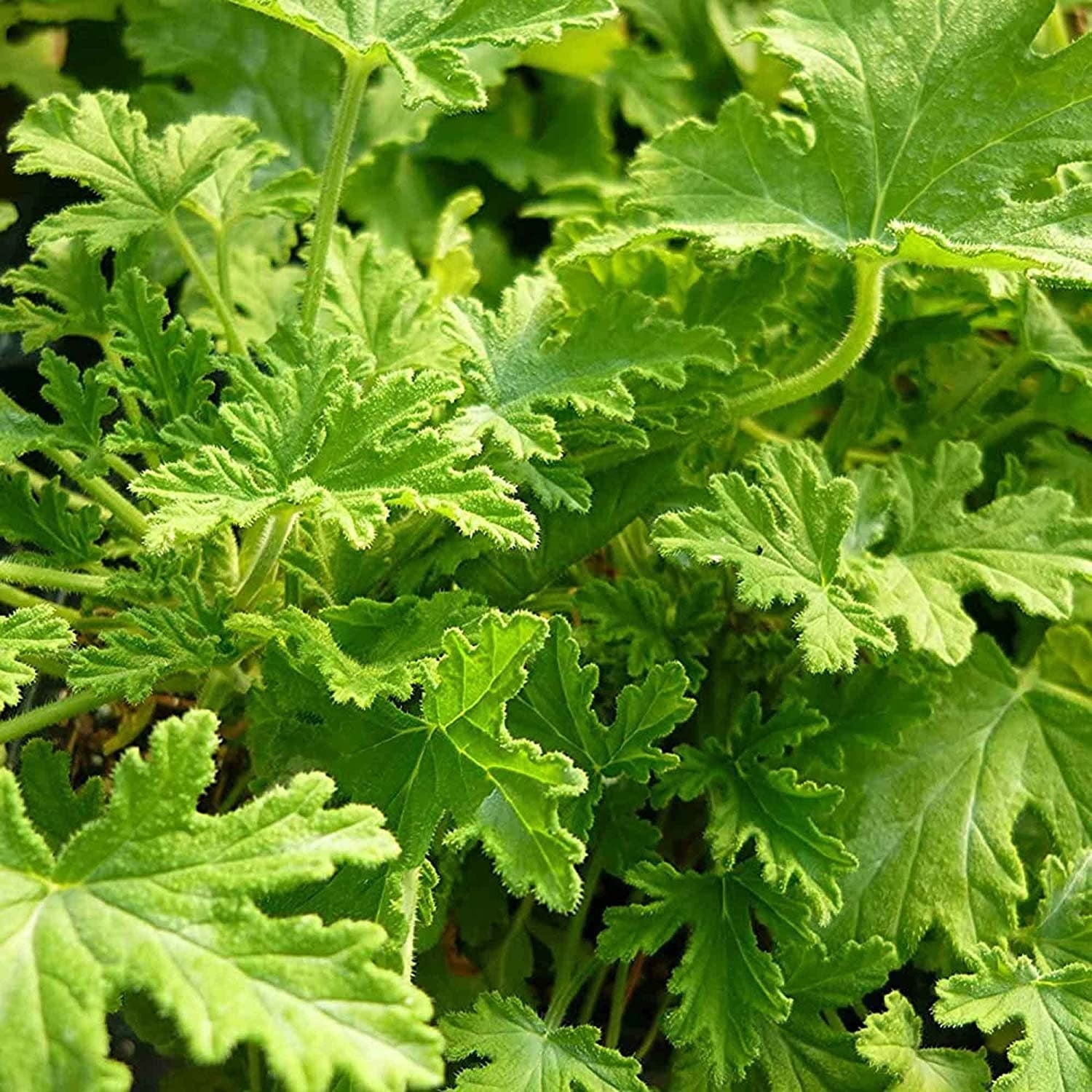 Citronella 500 Seeds - Mosquito Repellant Fresh Garden Home Plant Seeds