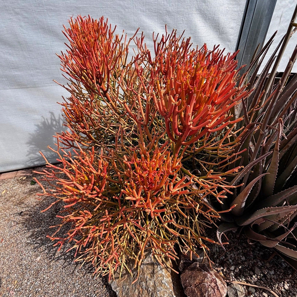 Euphorbia Tiricalli "Firesticks"