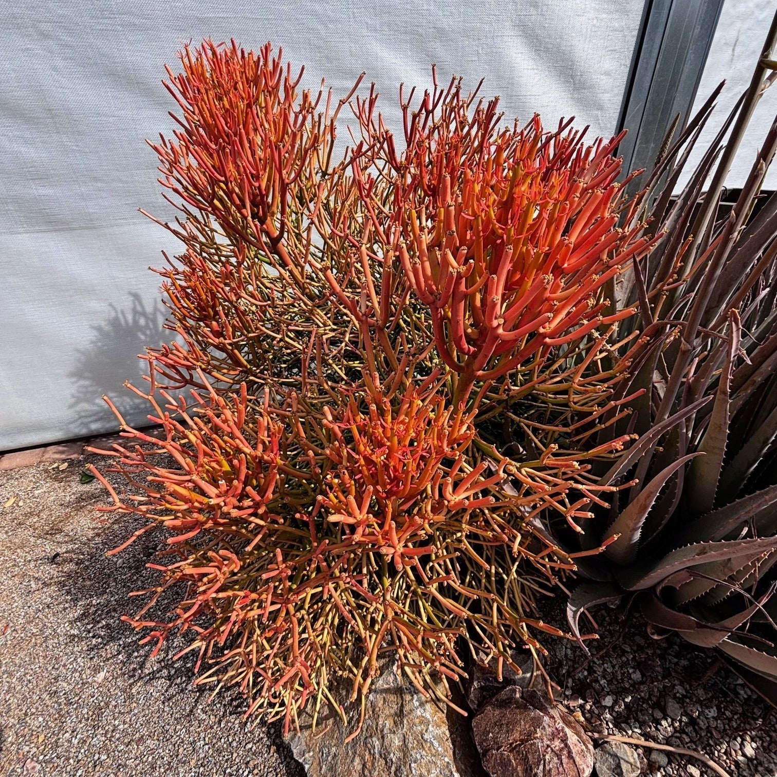 Euphorbia Tiricalli "Firesticks"