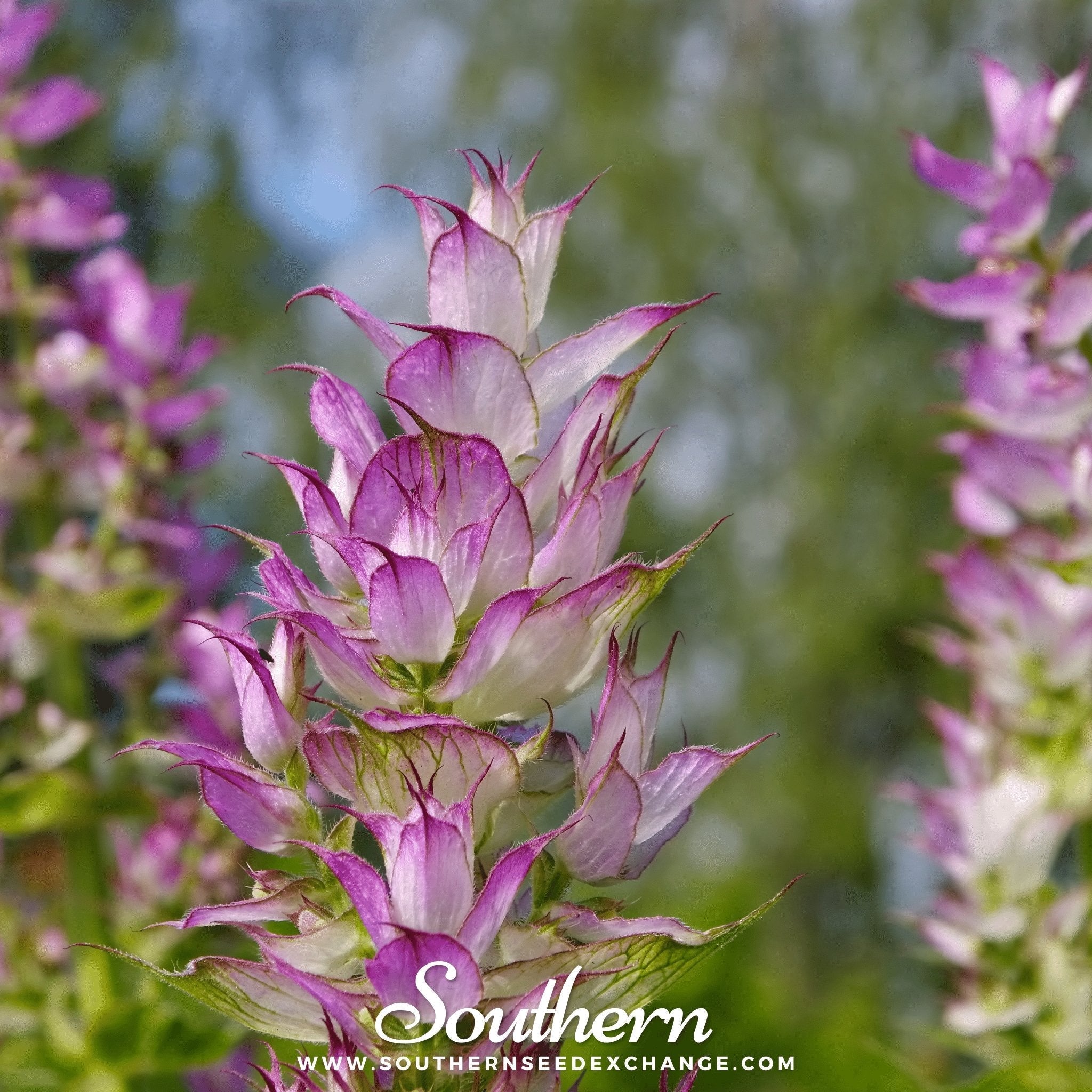 Clary Sage – 50 Seeds