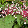 6 Starburst Plant Cuttings | Clerodendrum Quadriloculare Unrooted | Tropical Flowering Shrub with Pink-White Blooms